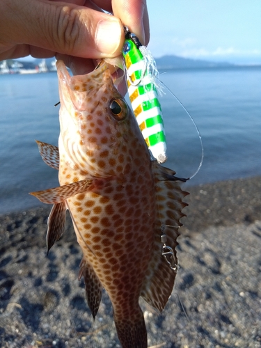 オオモンハタの釣果