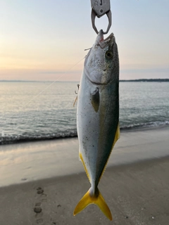 ワカシの釣果