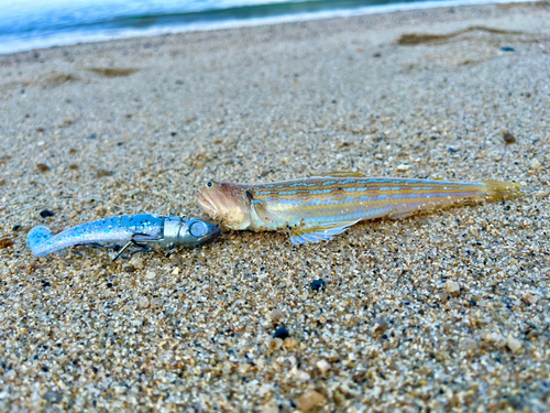 エソの釣果