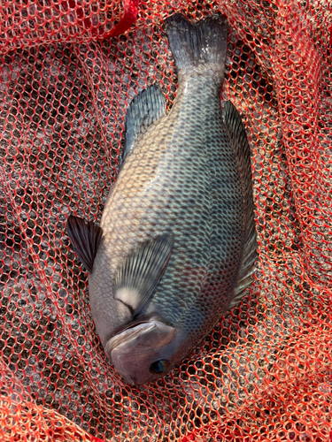 メジナの釣果