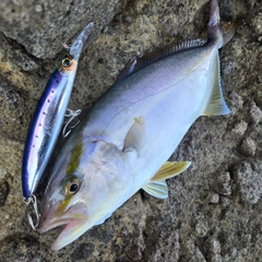 ショゴの釣果