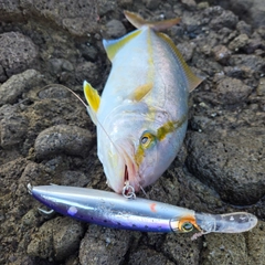 ショゴの釣果