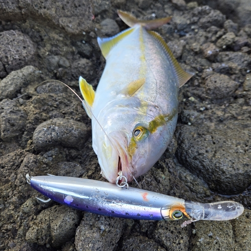 ショゴの釣果