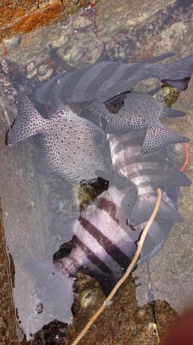 イシダイの釣果