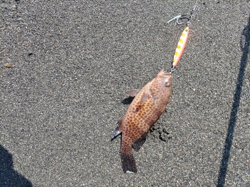 オオモンハタの釣果