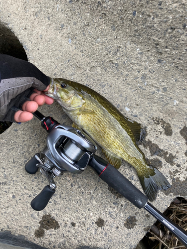 スモールマウスバスの釣果