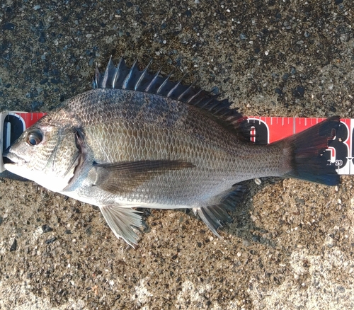 クロダイの釣果