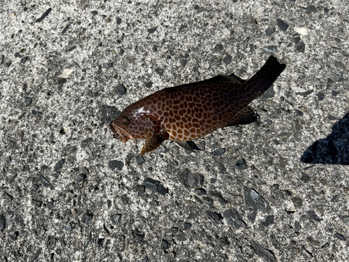 オオモンハタの釣果