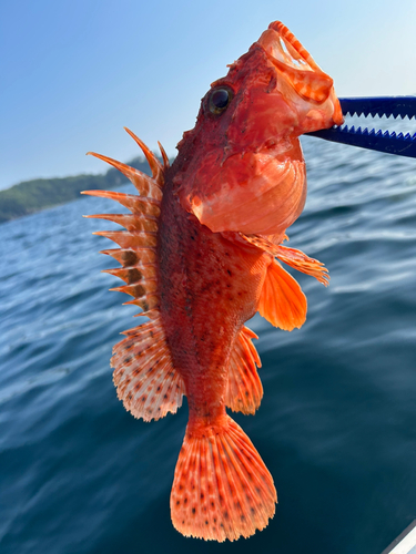 イズカサゴの釣果