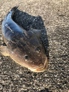 マゴチの釣果