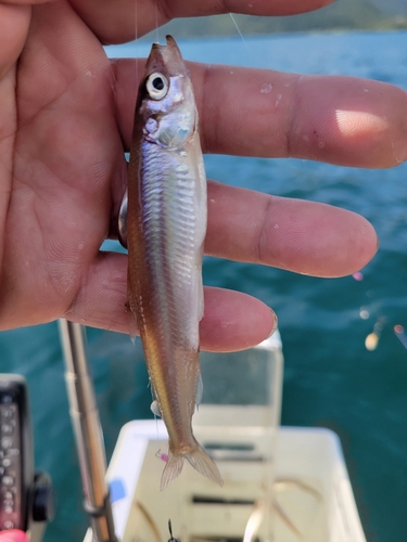 ワカサギの釣果