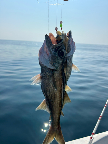 クロムツの釣果