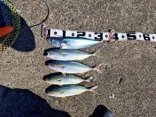 ワカシの釣果