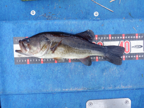 ラージマウスバスの釣果