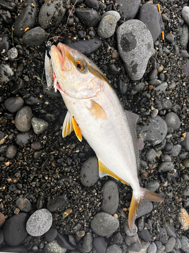 ショゴの釣果