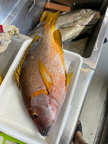 シブダイの釣果