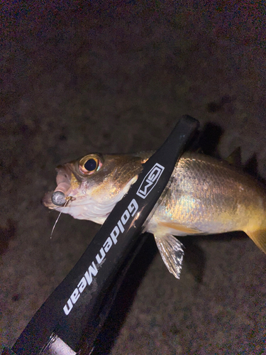 ムツの釣果