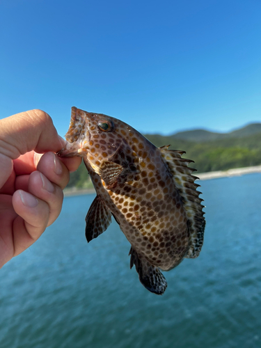 オオモンハタの釣果