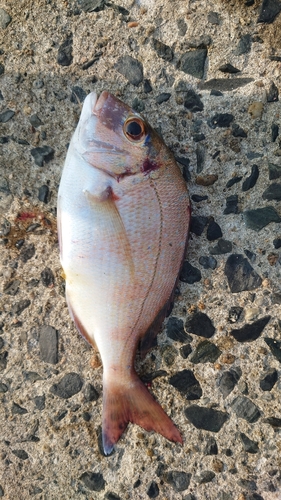 マダイの釣果