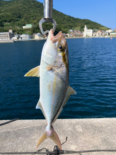 カンパチの釣果