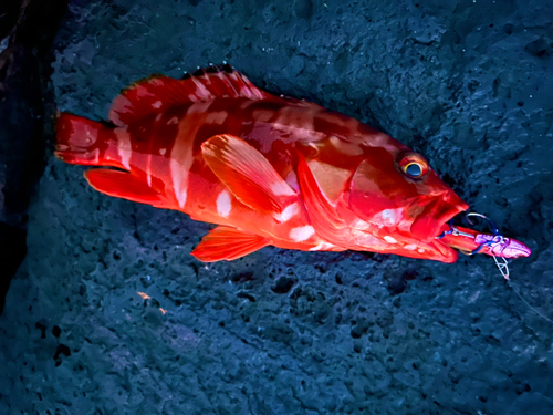 アカハタの釣果