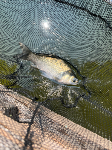 ヘラブナの釣果