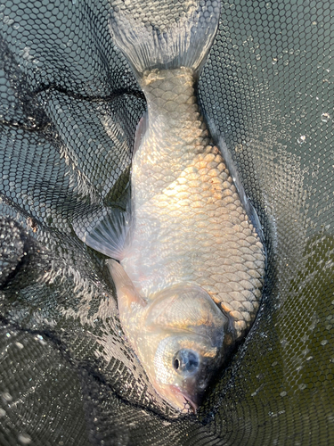 ヘラブナの釣果