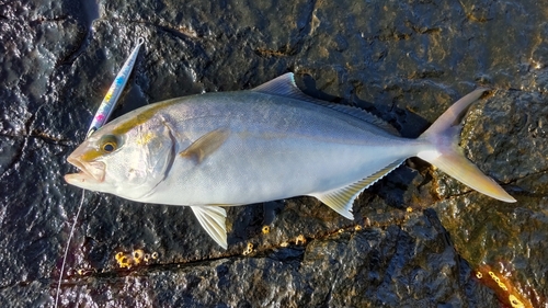 ネリゴの釣果