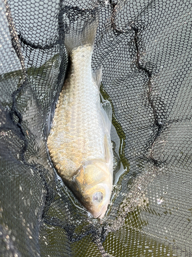 ヘラブナの釣果