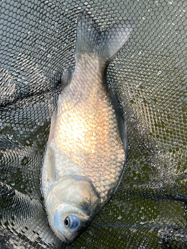 ヘラブナの釣果