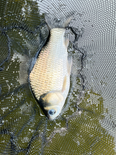 ヘラブナの釣果