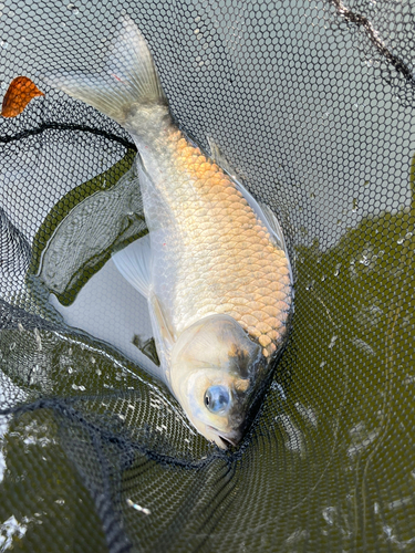 ヘラブナの釣果