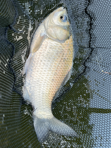 ヘラブナの釣果