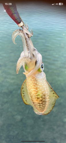 アオリイカの釣果