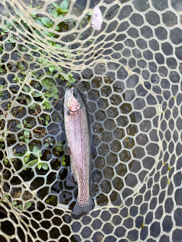 ニジマスの釣果