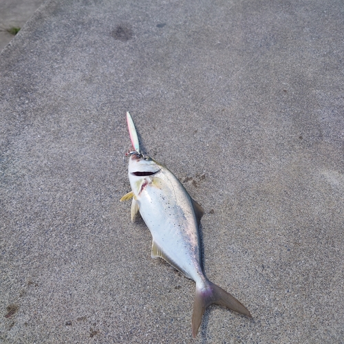 ショゴの釣果