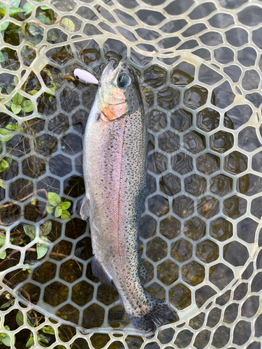 ニジマスの釣果