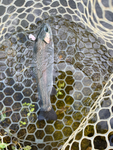 ニジマスの釣果