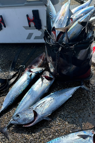 ソウダガツオの釣果