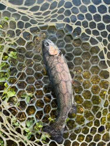 ニジマスの釣果