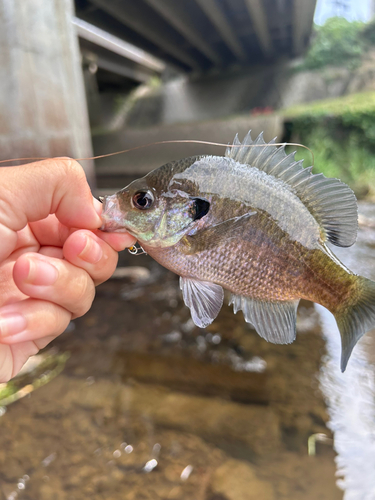 ブルーギルの釣果