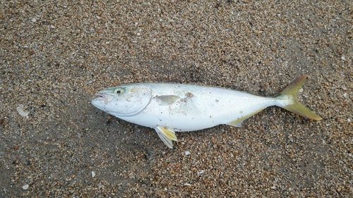 ワカシの釣果