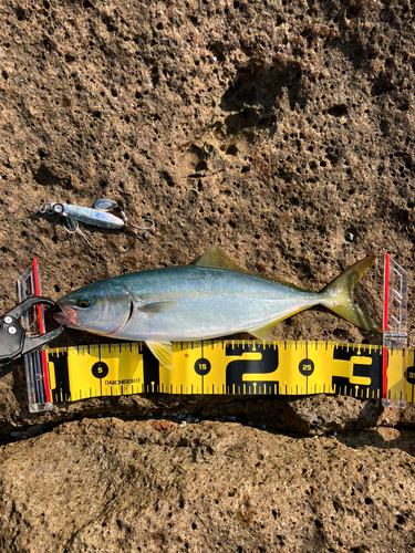 ワカシの釣果