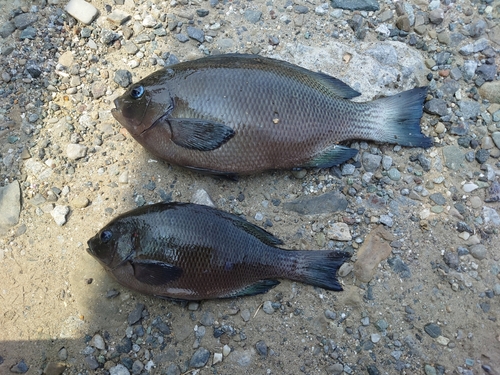 クロの釣果