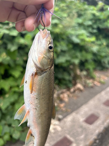 エゾウグイの釣果