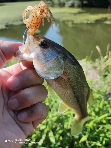 ブラックバスの釣果