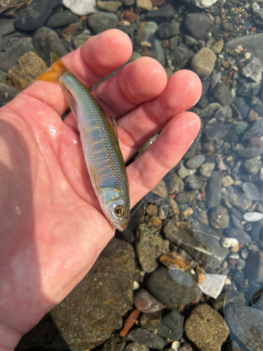 オイカワの釣果