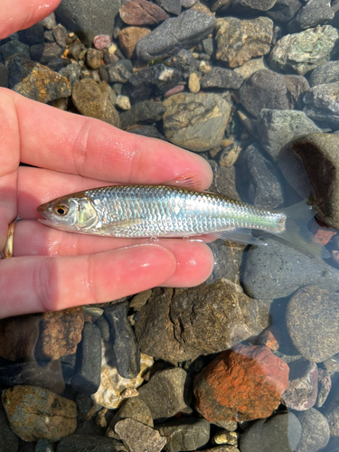 オイカワの釣果