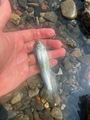 オイカワの釣果