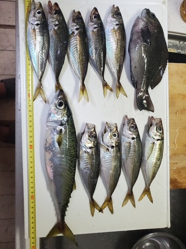 キビレの釣果